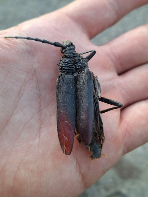 nagy hőscincér - Cerambyx cerdo