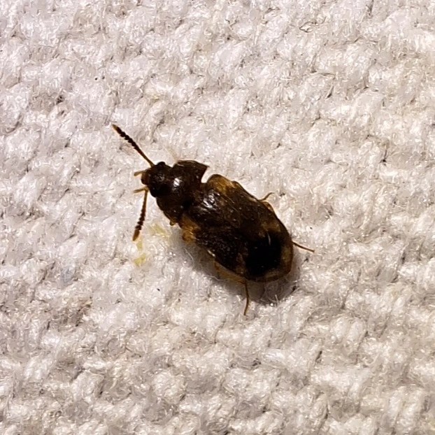 Mycetophagus decempunctatus - tízpettyes gombabogár