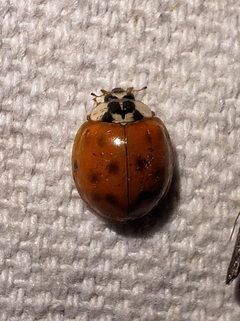 Harmonia axyridis - harlekinkatica