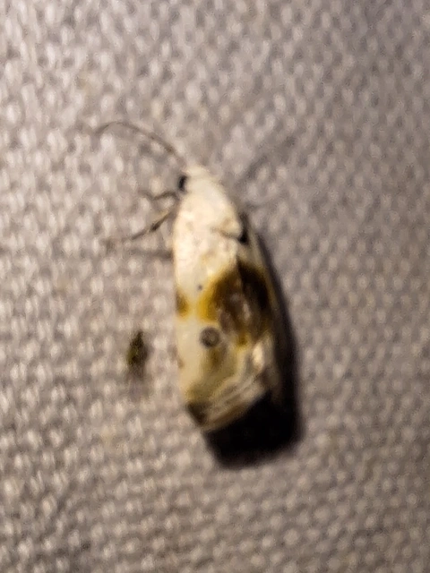 Ponometia candefacta - parlagfűbagoly
