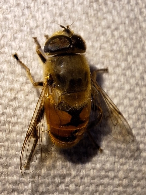 közönséges herelégy - Eristalis tenax