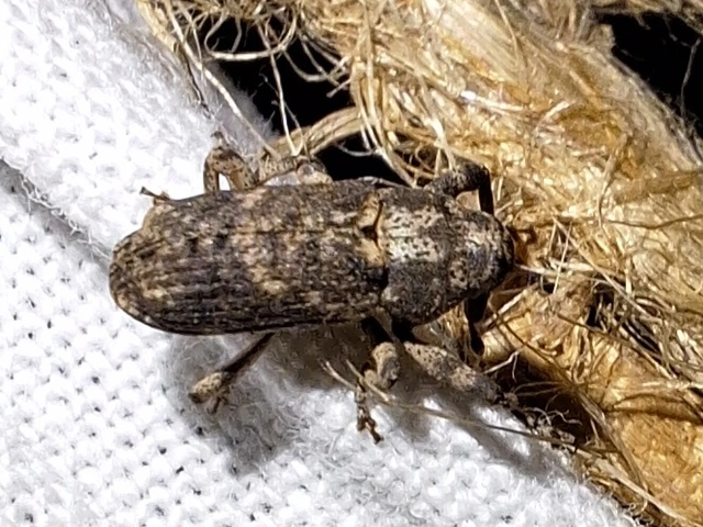 laposorrú ormányos - Gasterocercus depressirostris