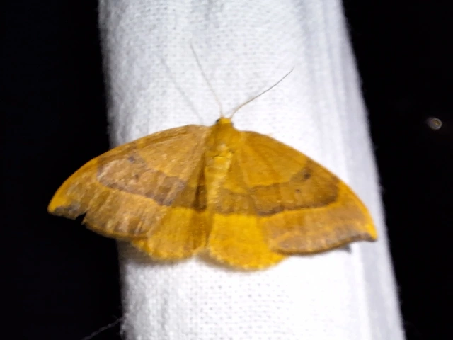 Watsonalla cultraria - bükkfa-sarlósszövő