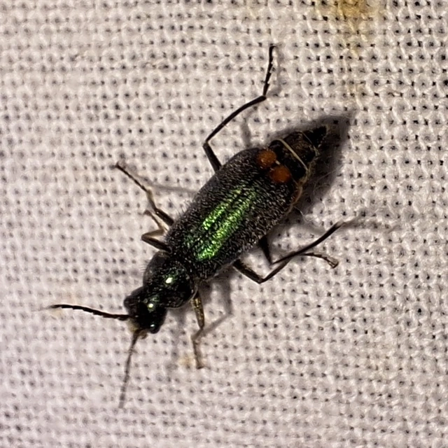 Cordylepherus viridis - zöld bibircsesbogár