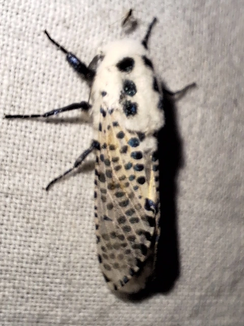 almafarontólepke - Zeuzera pyrina