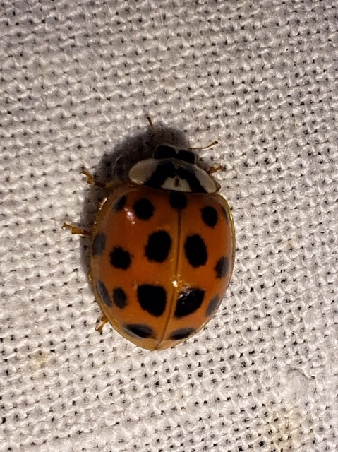 Harmonia axyridis - harlekinkatica