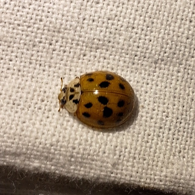Harmonia axyridis - harlekinkatica