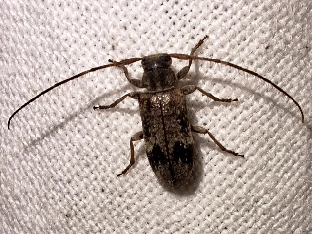 tölgyfa-rőzsecincér - Exocentrus adspersus