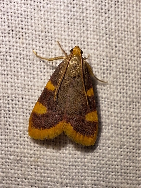 Hypsopygia costalis - szénailonca