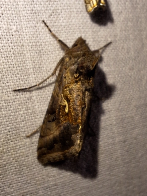Autographa gamma - gammalepke