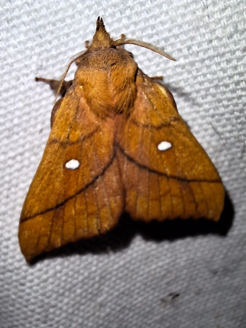 szilvafapohók - Odonestis pruni