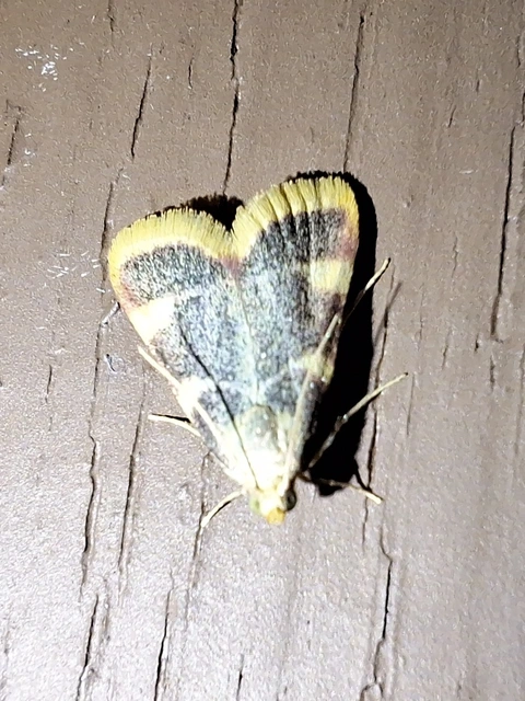 Hypsopygia costalis - szénailonca
