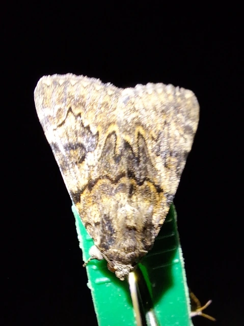 kis sárgaövesbagoly - Catocala nymphagoga