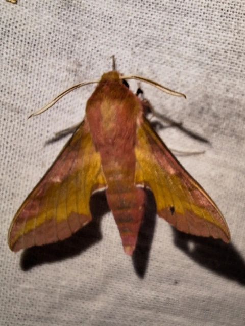 Deilephila porcellus - piros szender