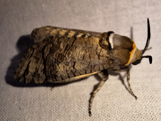 Cossus cossus - fűzfarontólepke