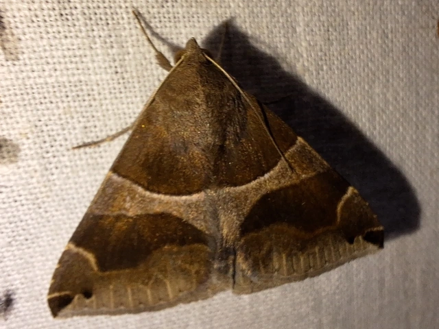 déli porcelánbagoly - Dysgonia algira