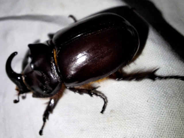 Oryctes nasicornis - orrszarvú bogár