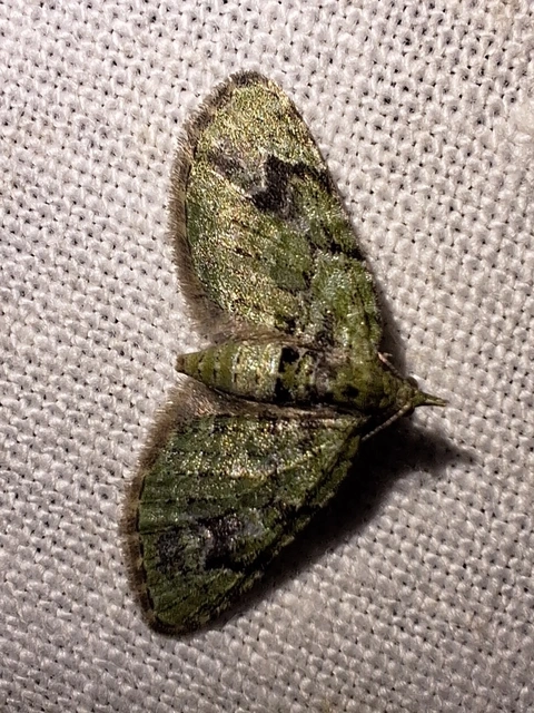 zöldes törpearaszoló - Chloroclystis v-ata