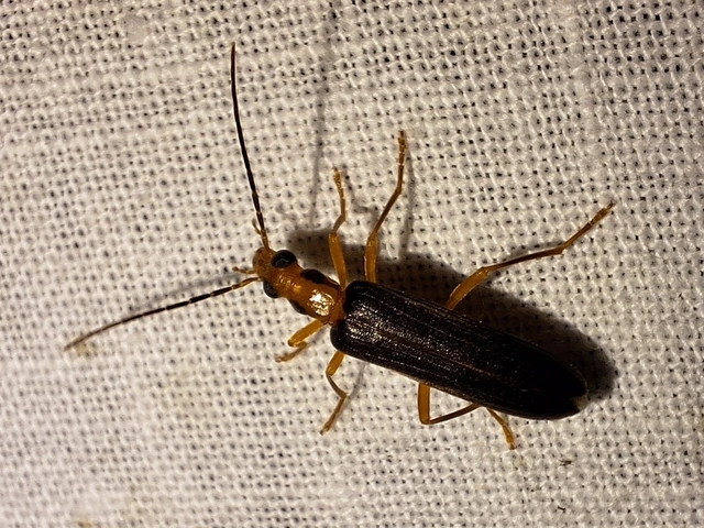 karnóliai álcincér - Nacerdes carniolica