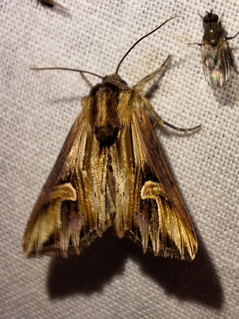 nagy sugarasbagoly - Actinotia polyodon