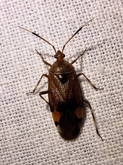 Deraeocoris