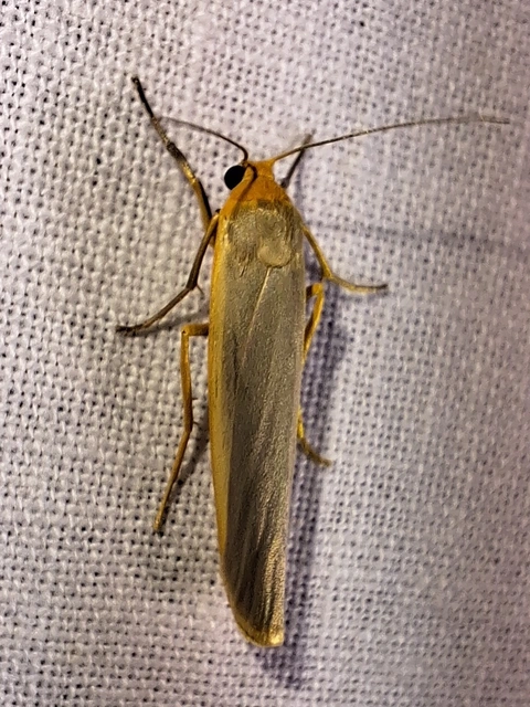 közönséges zuzmószövő - Eilema complana