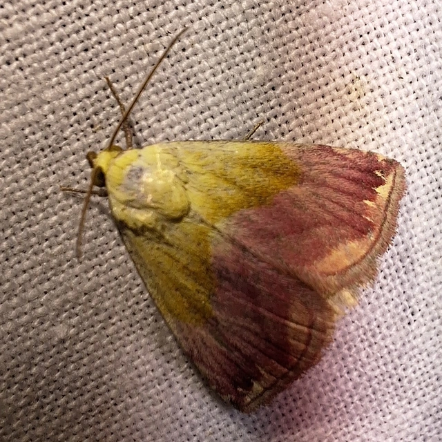 bíboros törpebagoly - Eublemma purpurina