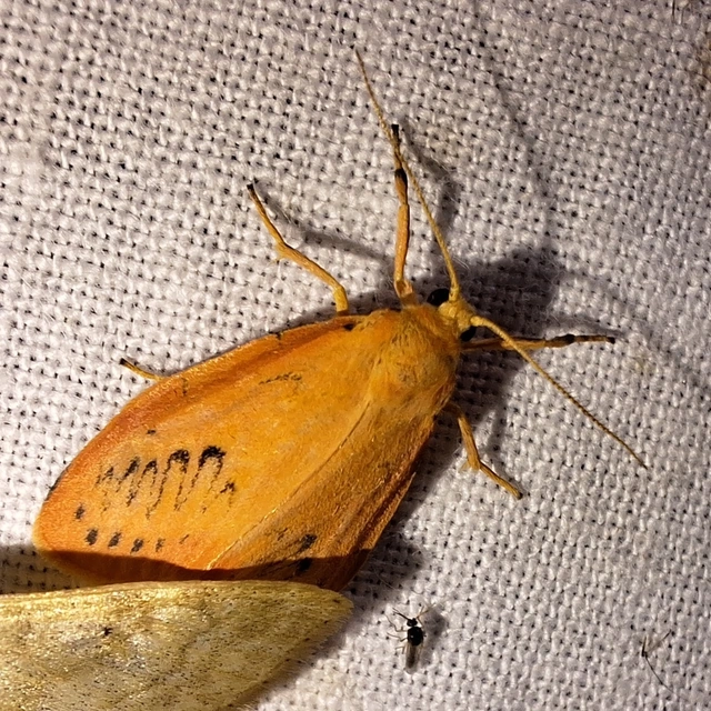 piros medvelepke - Miltochrista miniata