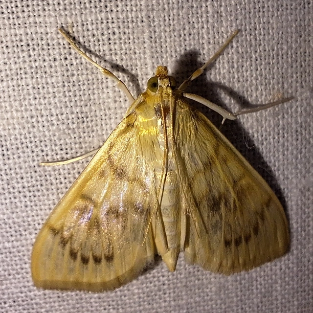 Patania ruralis - csalánevő tűzmoly