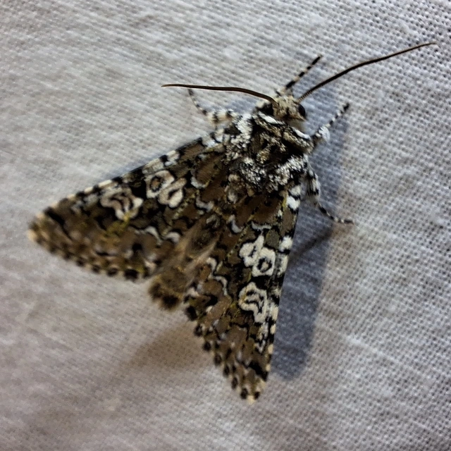 hármasfoltú bagoly - Lamprosticta culta