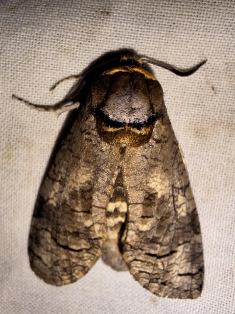 Cossus cossus - fűzfarontólepke