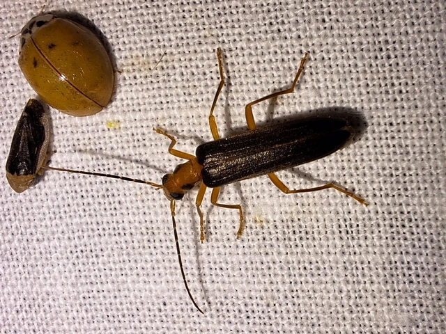Nacerdes carniolica - karnóliai álcincér