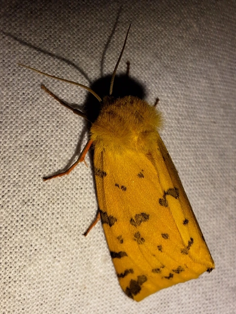 Rhyparia purpurata - bíborszínű medvelepke