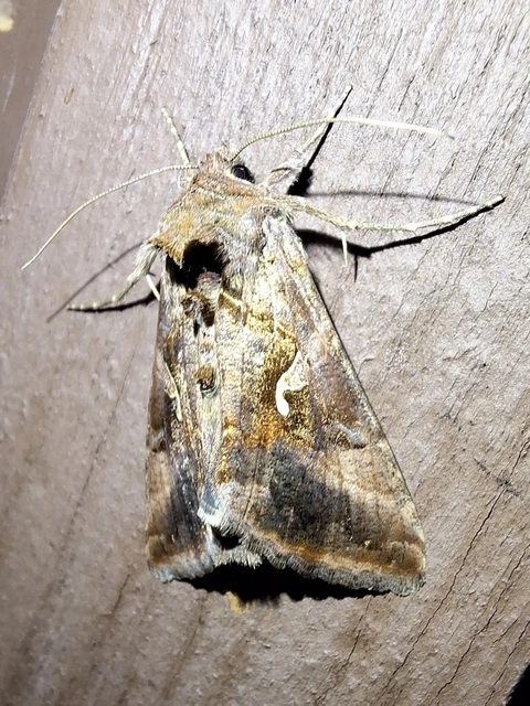gammalepke - Autographa gamma