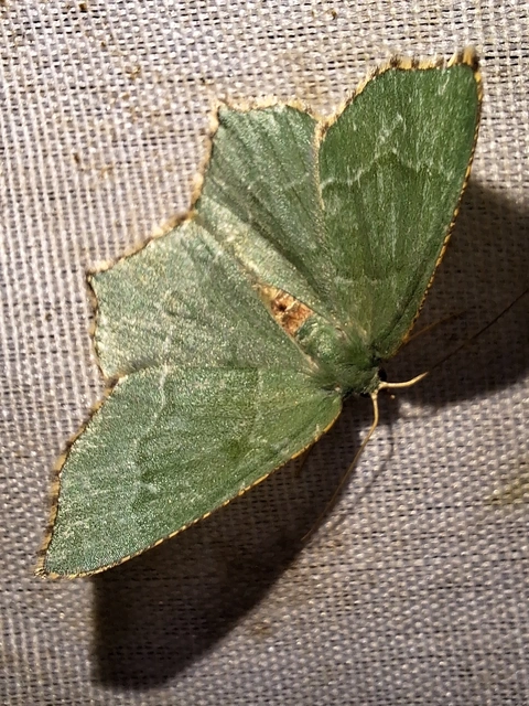 nyír-zöldaraszoló - Hemithea aestivaria