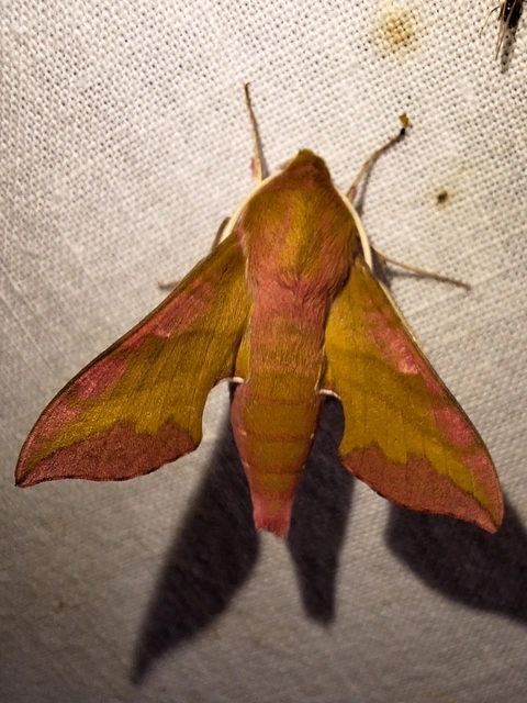 Deilephila porcellus - piros szender
