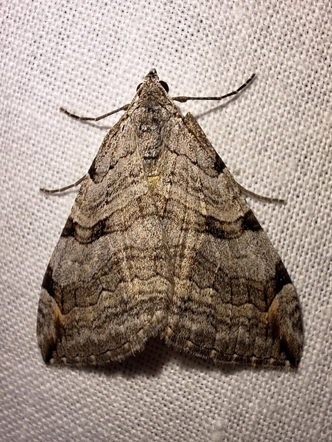 Aplocera efformata/plagiata