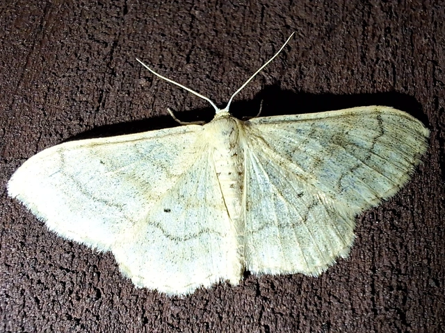 egyszínű sávosaraszoló - Idaea deversaria