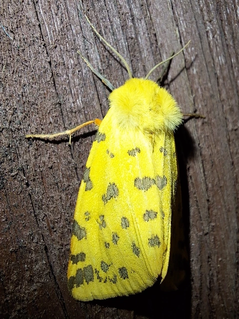 bíborszínű medvelepke - Rhyparia purpurata