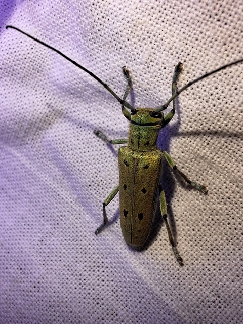 Saperda octopunctata - nyolcpontos cincér