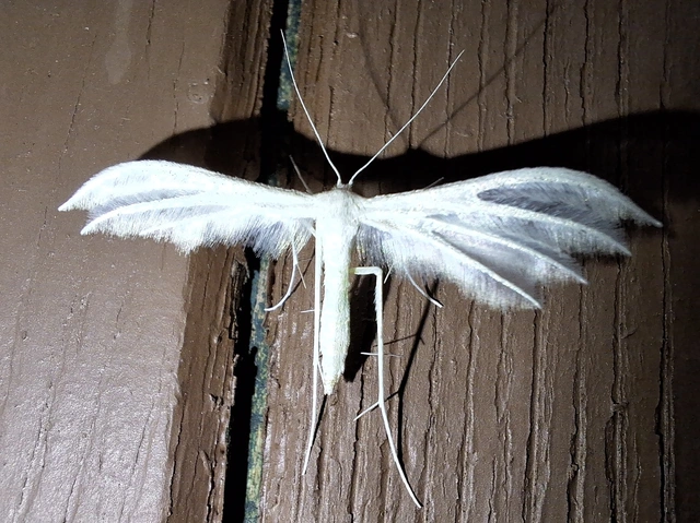 fehér tollasmoly - Pterophorus pentadactyla