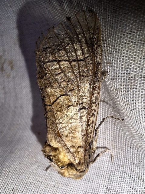 Cossus cossus - fűzfarontólepke