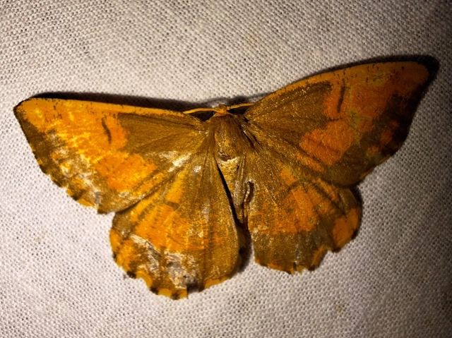 sárga kökényaraszoló - Angerona prunaria