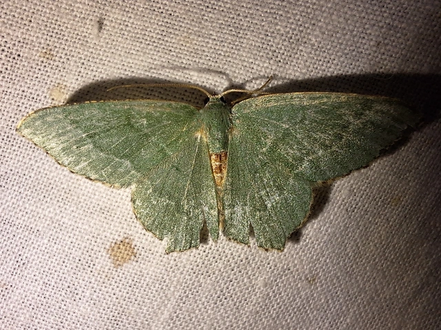 Hemithea aestivaria - nyír-zöldaraszoló
