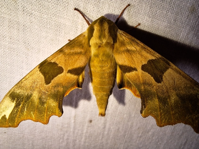 hársfaszender - Mimas tiliae