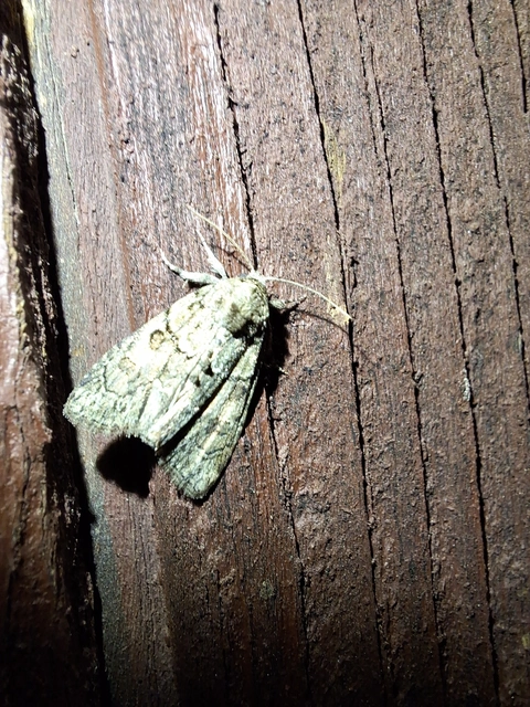 Cryphia fraudatricula - homoki zuzmóbagoly