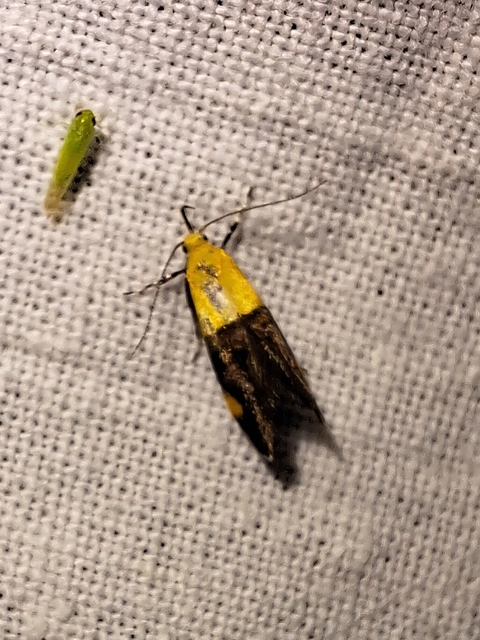 Oecophora bractella - kis díszmoly