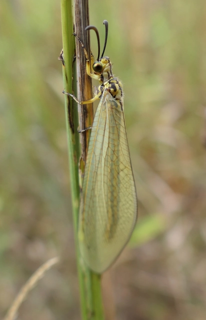 Myrmecaelurus trigrammus - hangyafarkas