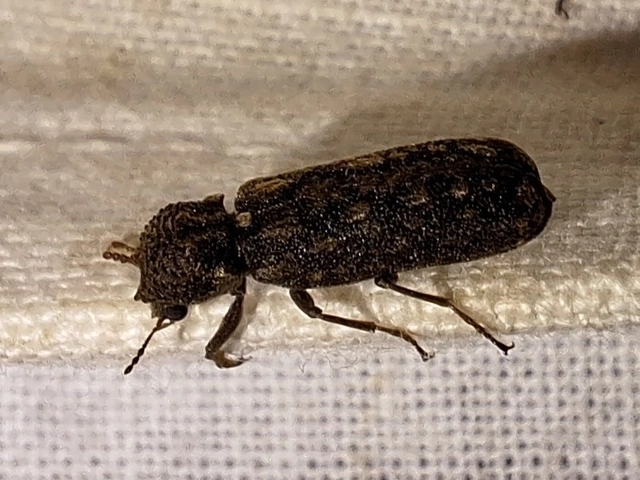 Lichenophanes varius - tarka csuklyásszú