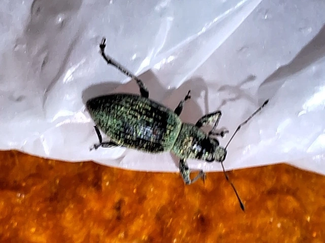 közönséges cickafarkormányos - Eusomus ovulum